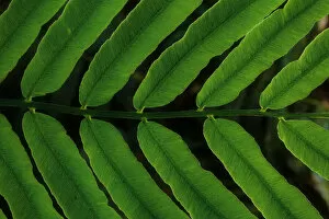 Plant Photography Metal Print Collection: Close-up view of tropical fern leaf