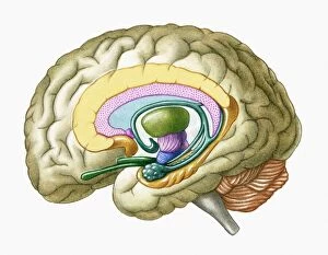 Human Body Part Collection: Cross section illustration of human brain showing limbic system and primitive forebrain