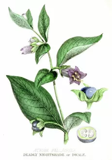 Deadly Nightshade Collection: Deadly nightshade poison engraving 1857
