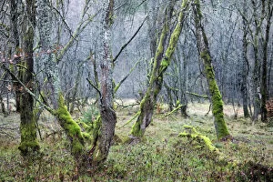 Bare Tree Collection: Deciduous forest with gnarled trees overgrown by moss and lichen