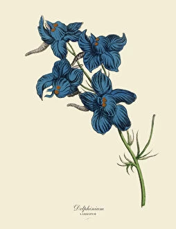 1880 1889 Collection: Delphinium or Larkspur Plant, Victorian Botanical Illustration