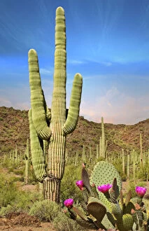 Cactus Mouse Framed Print Collection: Desert Landscape with Cactus in Arizona