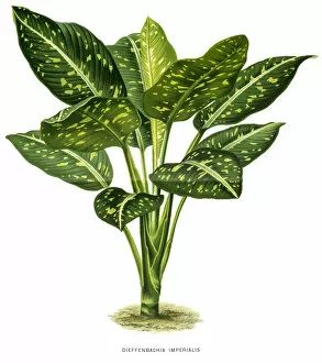Plant Photography Mouse Mat Collection: Dieffenbachia plant, 19 century illustration