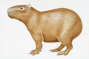 Capybara Premium Framed Print Collection: Digital illustration of Capybara (Hydrochoerus hydrochaeris), a large South American rodent