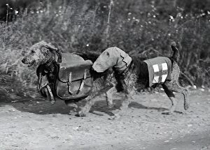 Related Images Photographic Print Collection: Dogs Of War