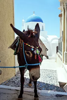 Typical Collection: Donkey in front of blue domed church, Santorini