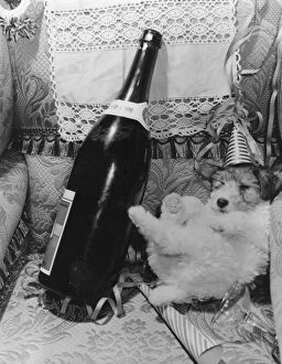 Champagne Collection: Drunken Dog