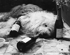 Paintings Poster Print Collection: Dulux Dog Drunk