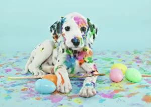 Dalmatian Collection: Easter Dalmatain puppy