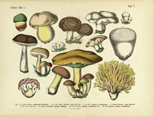 Vintage Cushion Collection: Edible Mushrooms, Victorian Botanical Illustration