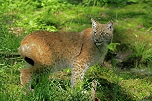 Eurasian Collection: Eurasian lynx (Lynx lynx)