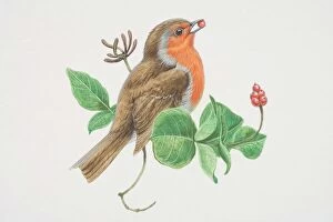 Breast Collection: European Robin (Erithacus rubecula), illustration of bird with bright red breast