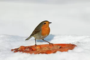 European Robin Framed Print Collection: European robin, Redbreast -Erithacus rubecula- in winter in snow, bird feeding