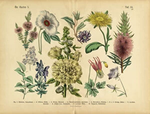 Nature-inspired artwork Premium Framed Print Collection: Exotic Flowers of the Garden, Victorian Botanical Illustration