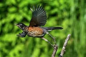 Robins Photographic Print Collection: Fledgling American robin in flight