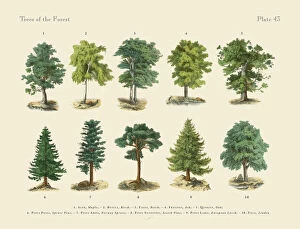 Forest artwork Collection: Forest Trees and Species, Victorian Botanical Illustration