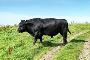Agriculture Collection: Fully grown Aberdeen Angus bull on a pasture on the north coast of Scotland, Caithness, Scotland