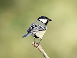 Bocairent Collection: Great Tit, (Parus major, standing on a branch. Spain, Europe