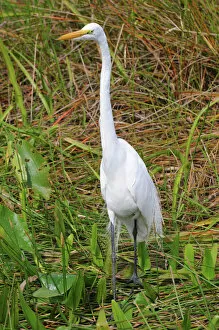 Everglades Collection: Great white egret, Ardea alba. Everglades National Park, Florida, USA