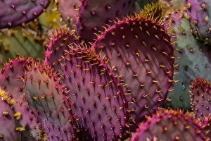 Plant Photography Mouse Mat Collection: A Group of Pink and Purple Desert Cactus Plant