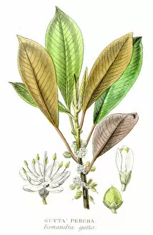 Latex Collection: Gutta percha gum plant engraving 1857