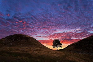 Landscape photography Canvas Print Collection: Hadrians Wall Sycamore Gap Tree. Northumberland. UK