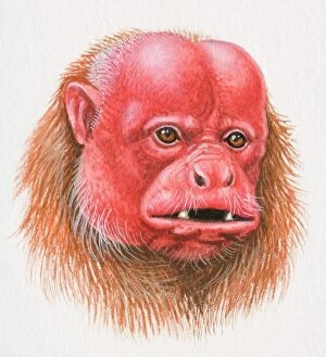 Primates Fine Art Print Collection: Head of a Bald Uakari, Cacajao calvus, red-faced monkey