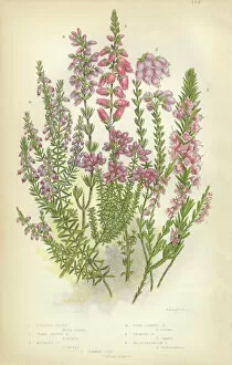 Vibrant Color Collection: Heath, Heather, Ling, Scotland, Victorian Botanical Illustration