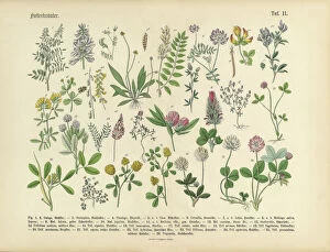 Vibrant Color Collection: Herbs anb Spice, Victorian Botanical Illustration