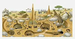Springbok Collection: Illustration of animals living in desert above and and in burrows