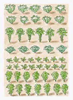 Flora Collection: Illustration of cauliflower, Brussels Sprouts, cabbage, radish, Chinese Cabbage and kale growing in