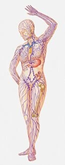 Arms Up Collection: Illustration of female lymphatic system