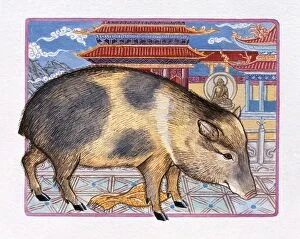 Animal paintings Poster Print Collection: Illustration of Monastery Pig, representing Chinese Year Of The Pig