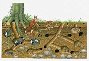 Animal paintings Metal Print Collection: Illustration of Red Fox and European Badger living and breeding in burrow system with stoat