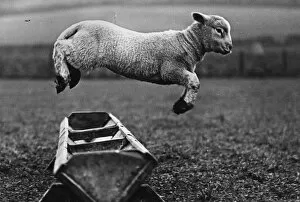 Fox Photo Library Cushion Collection: Jumping Lamb