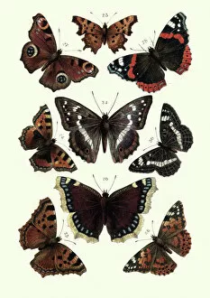 Related Images Photo Mug Collection: Lepidoptera, Butterflies, tortoiseshell butterfly, Red admiral, Painted lady