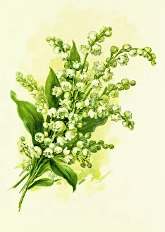Fine art Mouse Mat Collection: Lily of the valley 19 century illustration