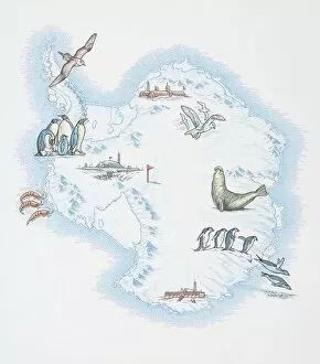 Settlements Collection: Map of Antarctica overlaid with illustrations of Sea Gulls, Penguins, Elephant Seal