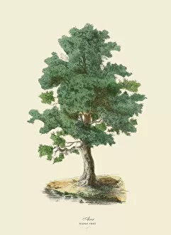 Fine art Fine Art Print Collection: Maple Tree or Acer, Victorian Botanical Illustration