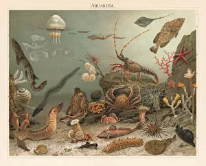 Spider Crab Pillow Collection: Marine aquarium in the Zoological Station Naples, litograph, published 1897