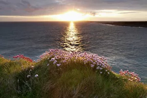 Line Collection: Marsh Daisy (Armeria maritima), coast at Doolin, County Clare, Ireland, Europe