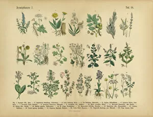 Nature-inspired artwork Pillow Collection: Medicinal and Herbal Plants, Victorian Botanical Illustration