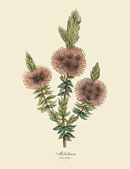 1880 1889 Collection: Melaleuca or Tea Tree Plant, Victorian Botanical Illustration