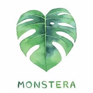 Healthy Lifestyle Collection: Monstera Leaf Illustration