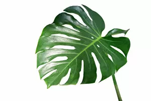Plant Photography Framed Print Collection: Monstera leaves leaves with Isolate on white background Leaves on white