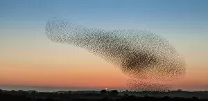 Related Images Fine Art Print Collection: Murmuration of starling on Anglesey