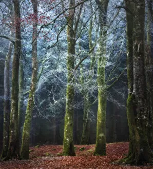 Surreal landscape artworks Framed Print Collection: Into the Mystic - Scotland Forest