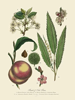 Floral artwork Mouse Mat Collection: Nut and Fruit Trees of the Garden, Victorian Botanical Illustration