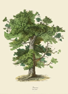 Lithograph Collection: Oak Tree or Quercus, Victorian Botanical Illustration