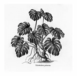 Plant Photography Premium Framed Print Collection: Old engraved illustration of Monstera Deliciosa, Philodendron Pertusum